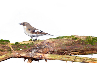 Similar image 2827849