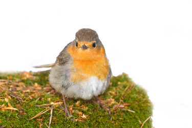 Similar image 2827906