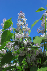 Similar image 2832488