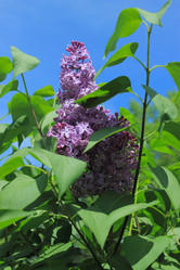 Similar image 2832489