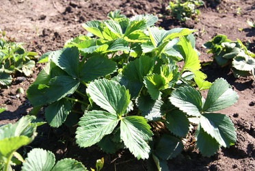 Similar image 2832589