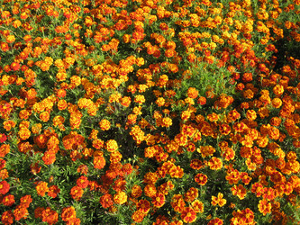 Similar image 2832614