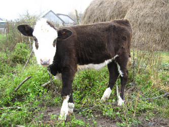 Similar image 2832626