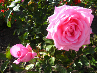 Similar image 2834140