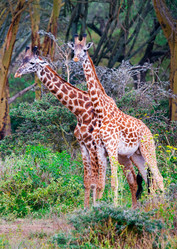 Similar image 2834631