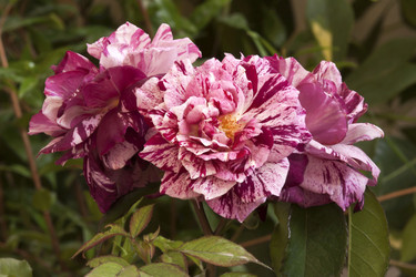 Similar image 2835871