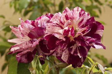 Similar image 2835872