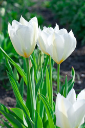 Similar image 2836037