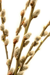 Similar image 2838266