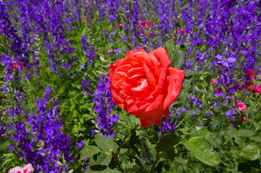 Similar image 2839397