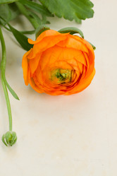 Similar image 2839402