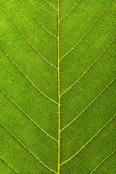 Similar image 2846699