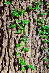 Similar image 2851381