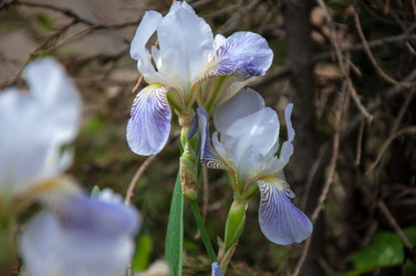 Similar image 2851955