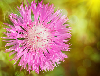 Similar image 2854304