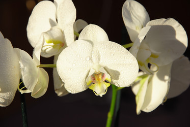 Similar image 2854428