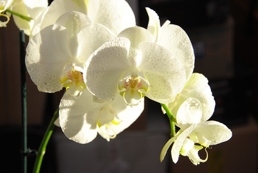 Similar image 2854429