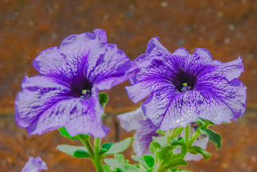 Similar image 2854604