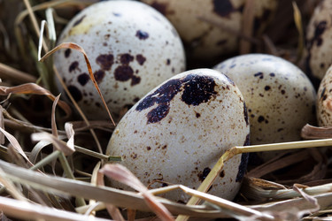 Similar image 2855250