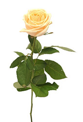 Similar image 2855904