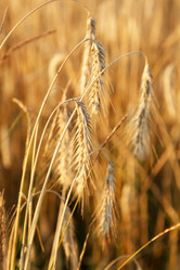 Similar image 2856029