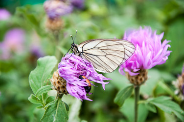 Similar image 2856355