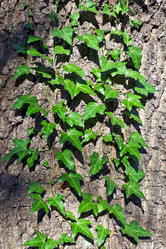 Similar image 2856515