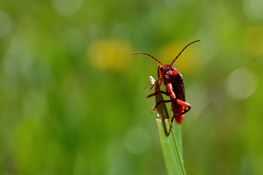 Similar image 2857557