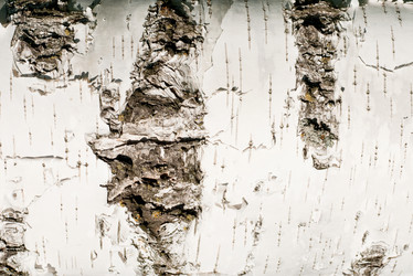 Similar image 2862919