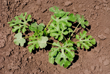 Similar image 2863046