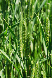 Similar image 2863052