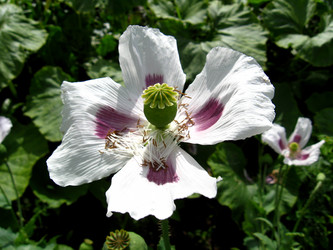 Similar image 2864751