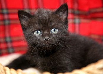 Similar image 2868000