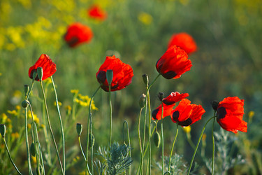 Similar image 2868274