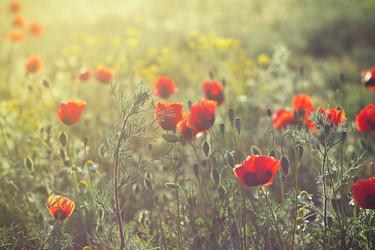 Similar image 2868277