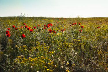 Similar image 2868286