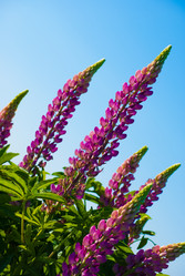 Similar image 2870743