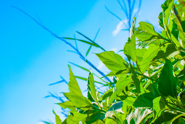 Similar image 2870762