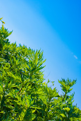 Similar image 2870764