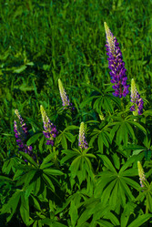 Similar image 2870771