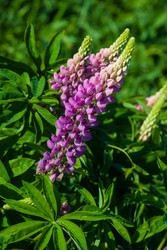 Similar image 2870786