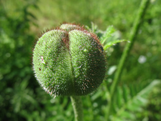 Similar image 2876429