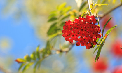 Similar image 2877089