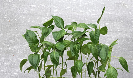 Similar image 2877172