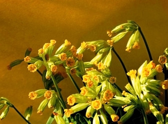 Similar image 2877390