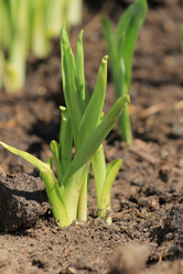 Similar image 2877486