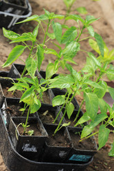 Similar image 2877664