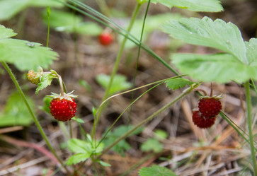 Similar image 2880252