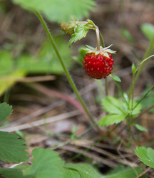 Similar image 2880254