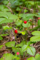 Similar image 2880292